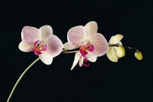 orchid